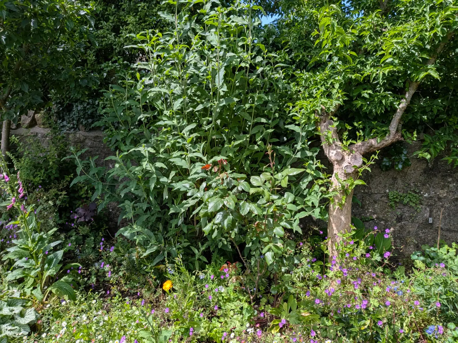 Planted border cleared and maintained under an old stone boundary wall