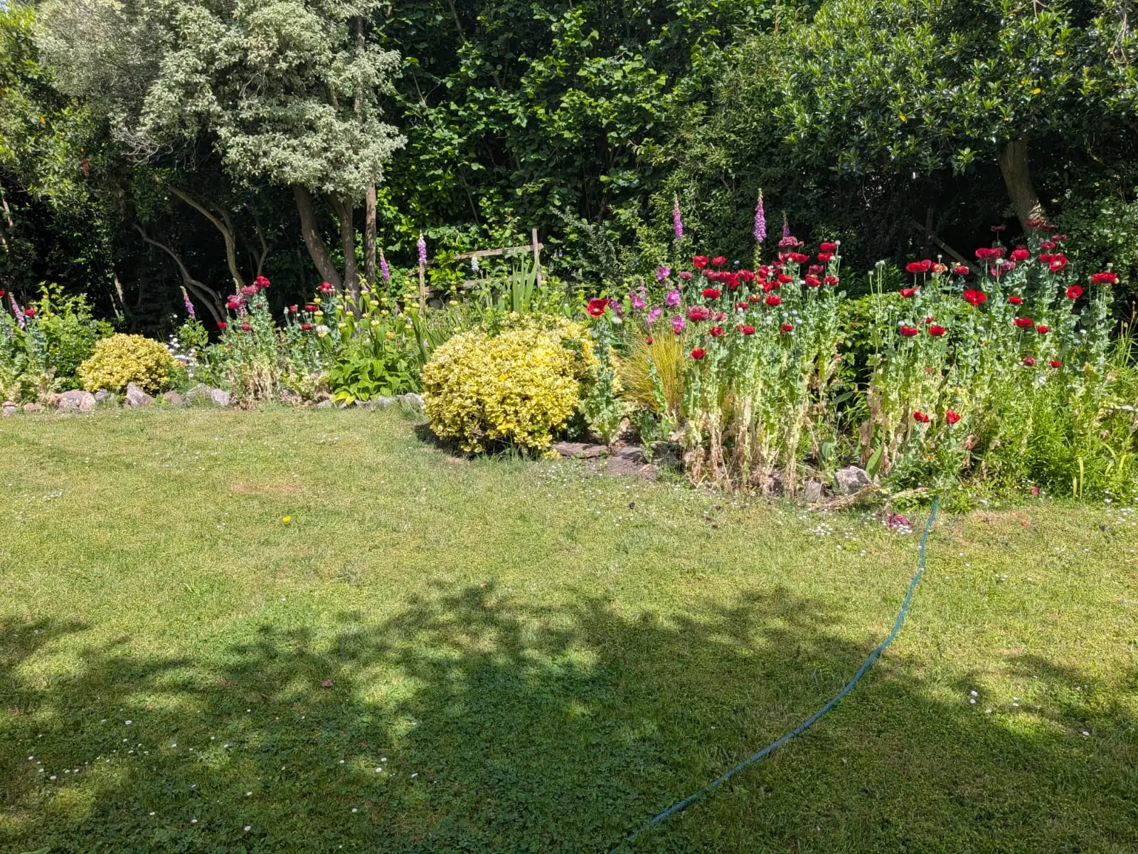 Large rural lawn cut clean with deep poppy and foxglove borders along the tree line