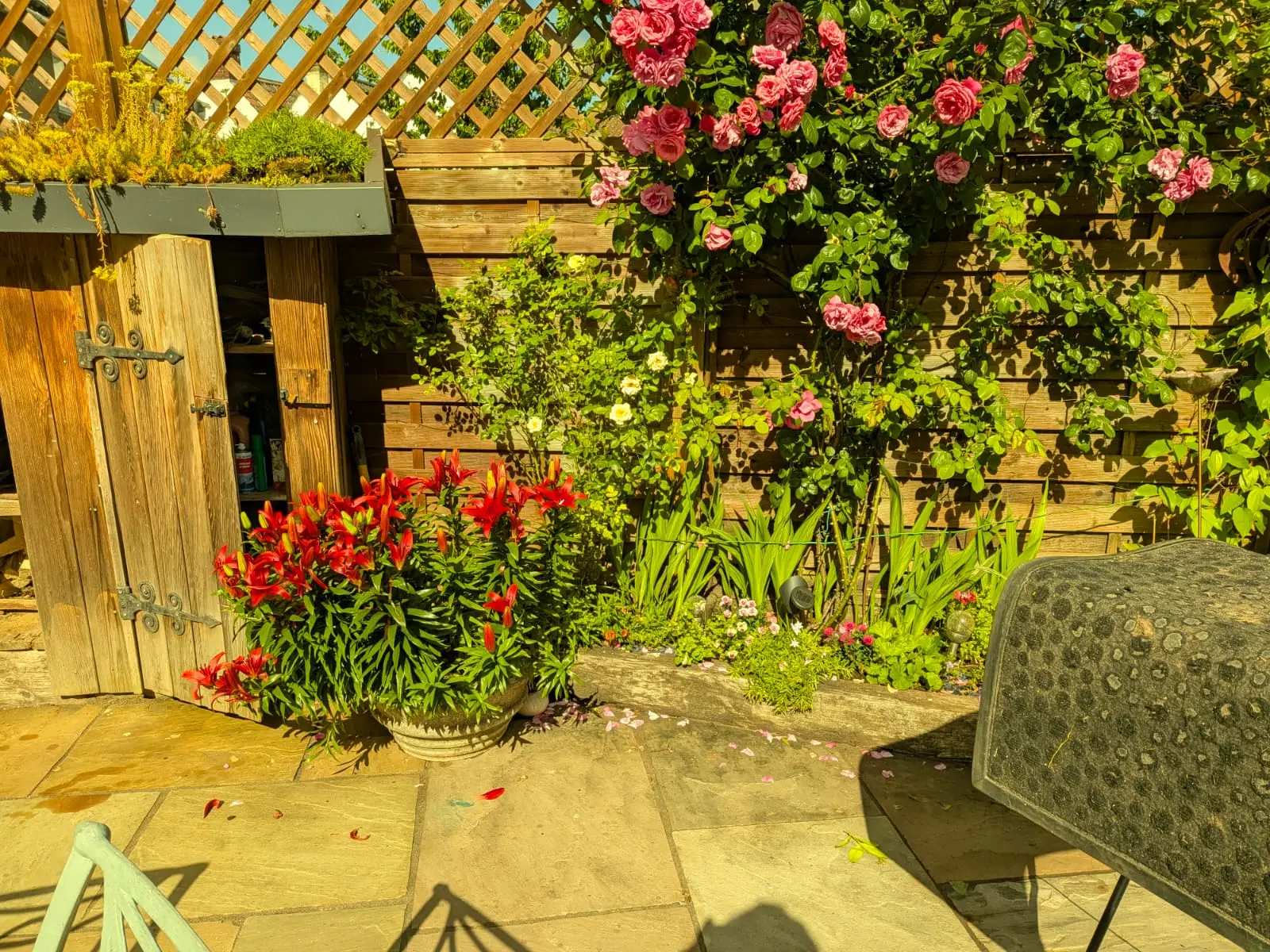 Sandstone courtyard patio with climbing roses on a trellis and a timber garden store