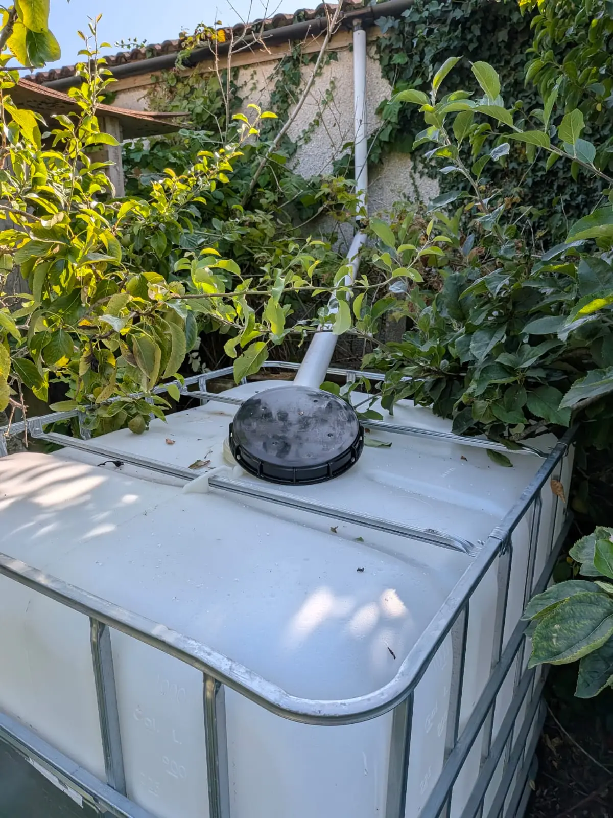 Rainwater harvesting tank plumbed into a downpipe beside an outbuilding